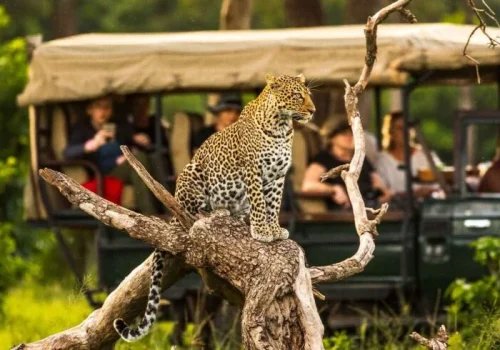 The Great Migration Safari Guide