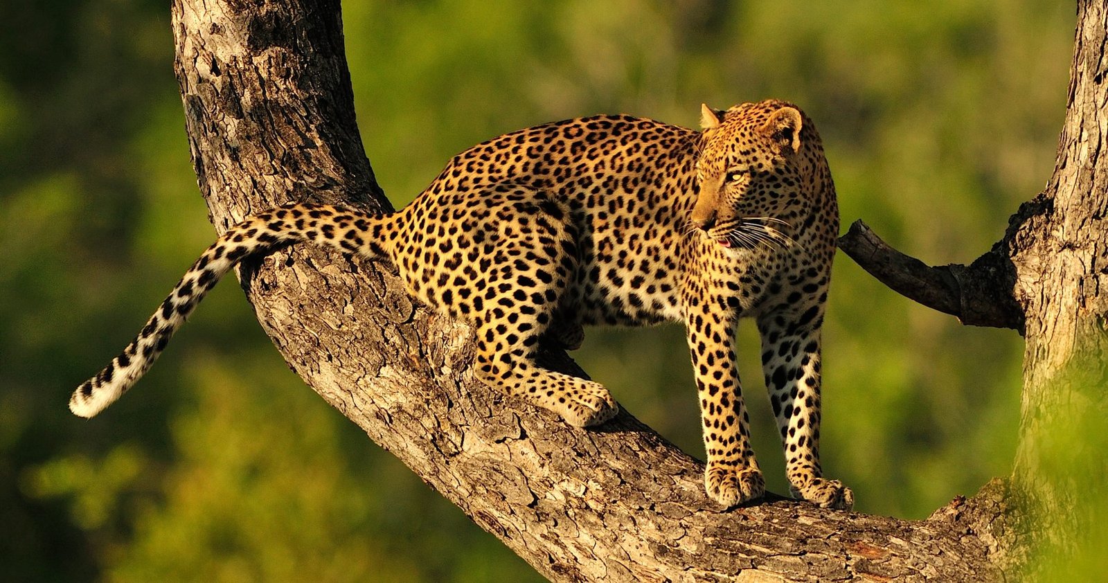 Serengeti National Park Guide
