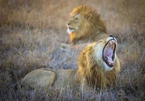 Tarangire National Park Safari Guide