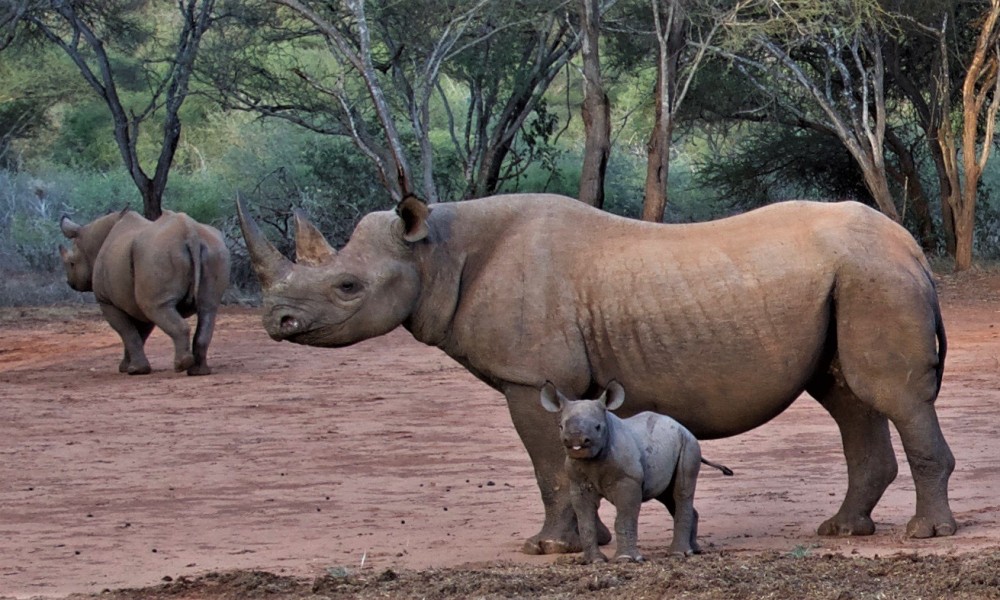 Mkomazi National Park Day Safari
