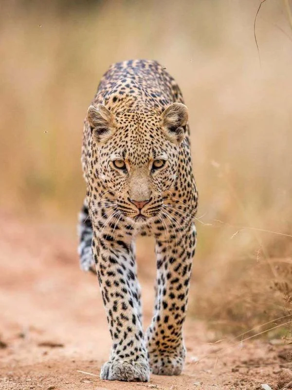 4 Day Tarangire, Ngorongoro Crater & Serengeti NP