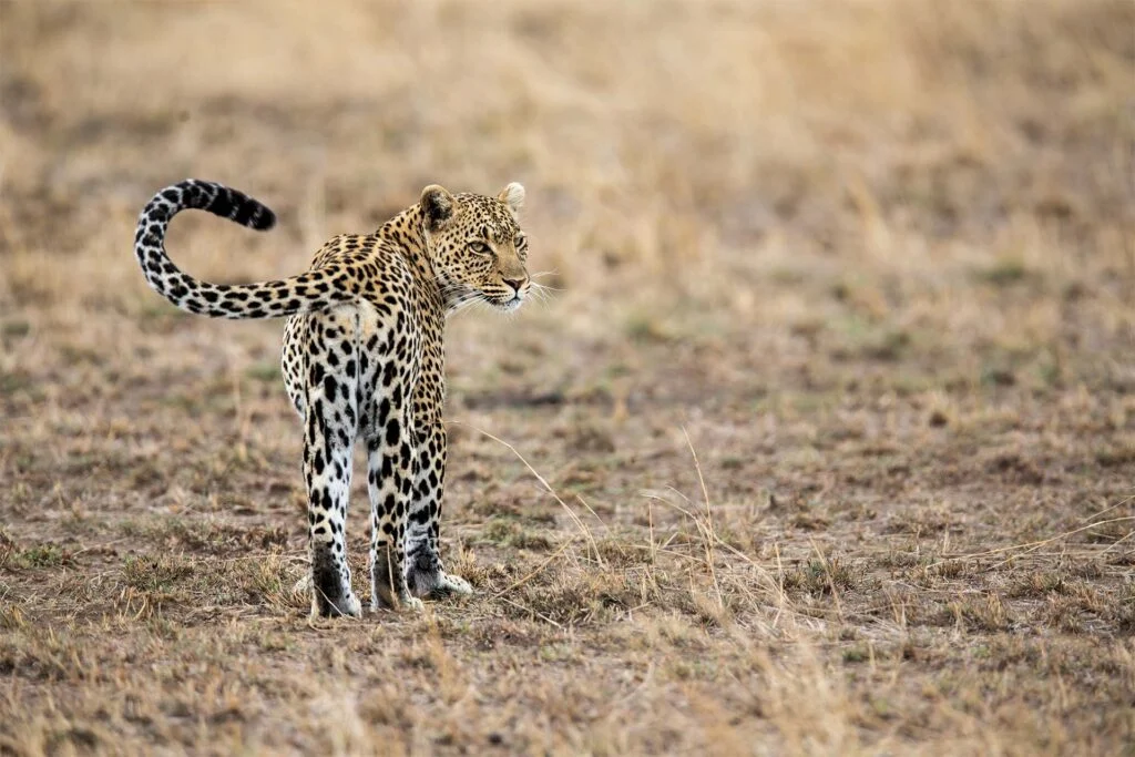 5 Days Camping Safari