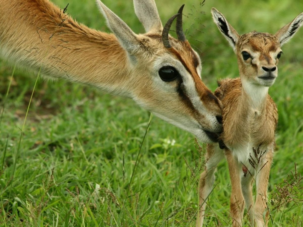 6 Days Ndutu Calving & Wildlife Safari