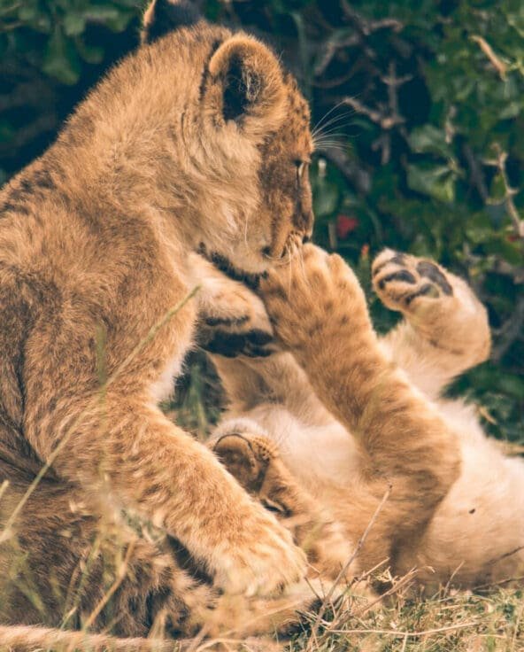 5 Days Serengeti & Ngorongoro Sky Safari