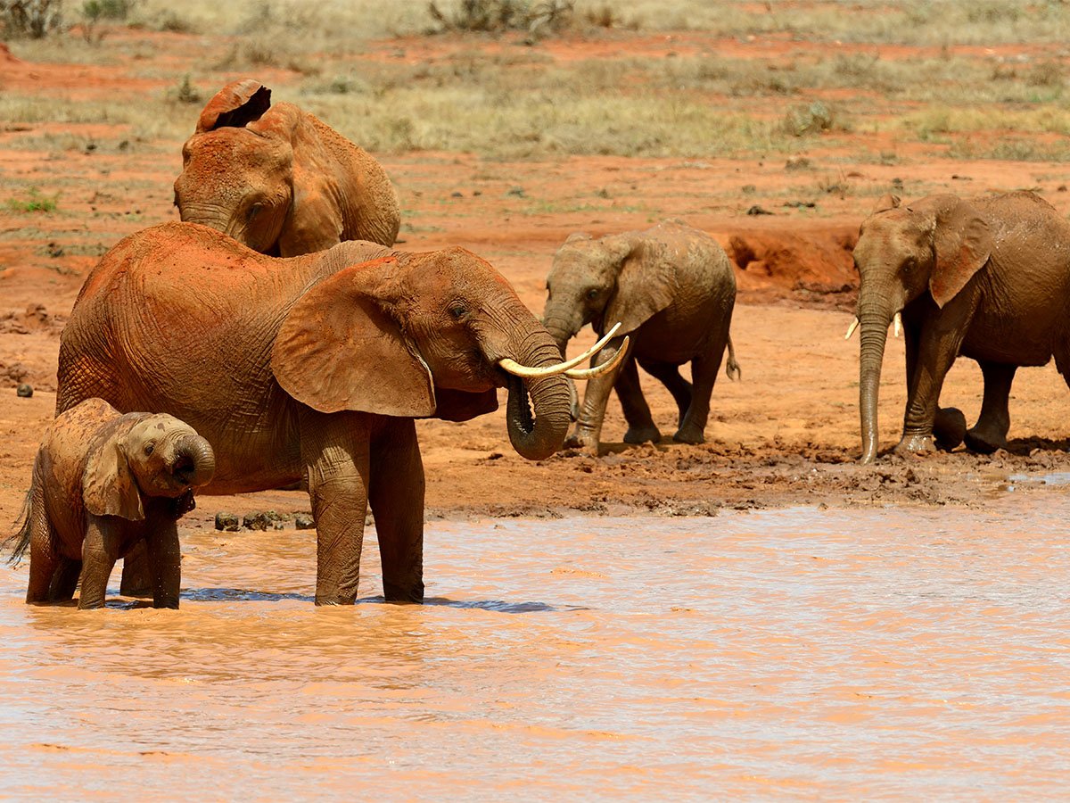 Tarangire National Park Day Safari