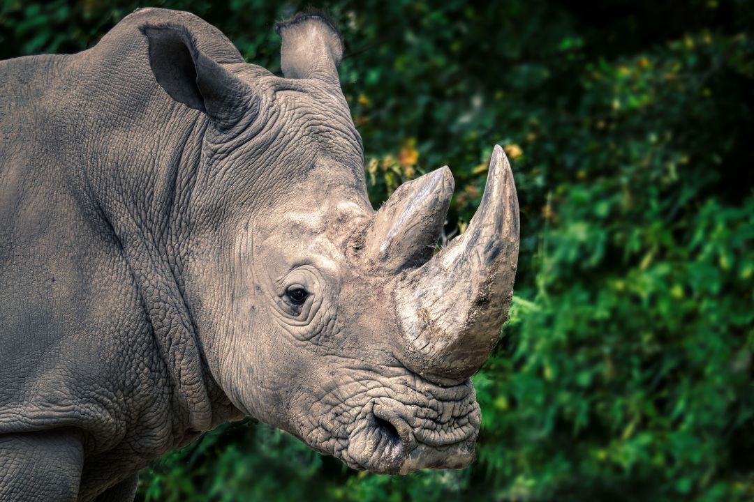 Ngorongoro Crater