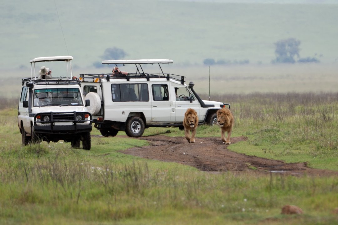 Wildlife Safaris (3)