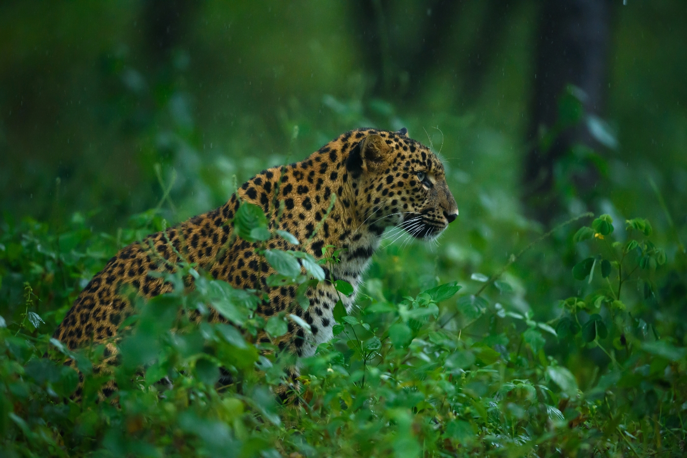 5-day luxury safari in Tanzania