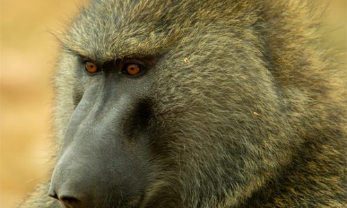Baboon
