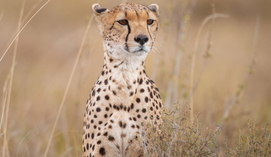 Cheetah from Serengeti