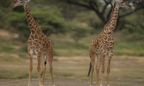 Girrafe in Arusha National Park