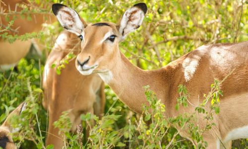 Mikumi National Park