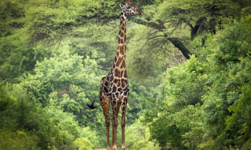 Tanzania Safari with Wild Rhythm Adventures