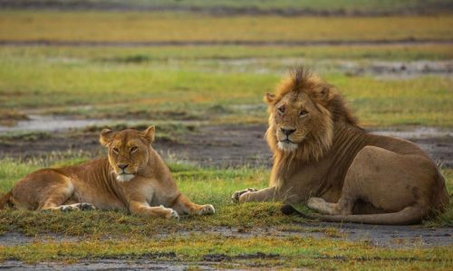 Nyerere national park