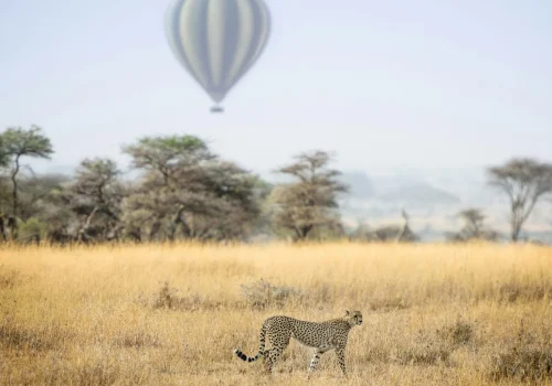 Safari Serengeti