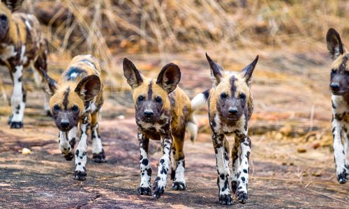 Wilddog in nyerere