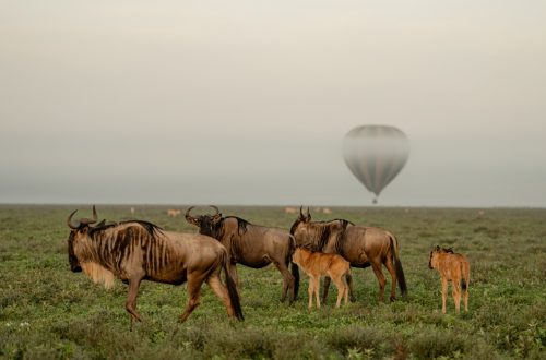 Wilderbeest-2