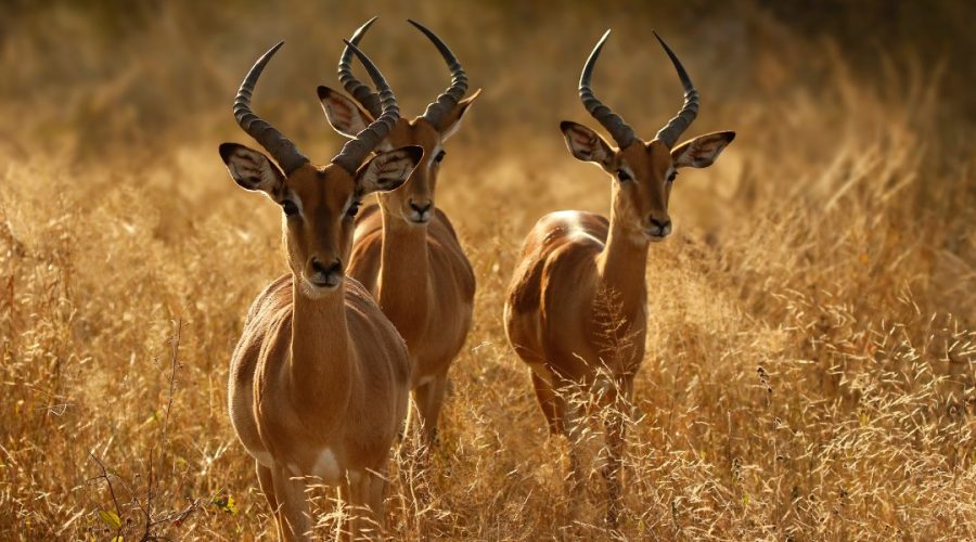 Wildlife-Safaris-1.jpeg